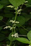 Canadian woodnettle